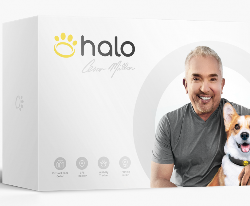 Cesar Millan Halo